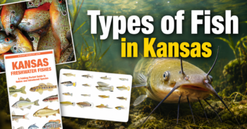 Types of Fish in Kansas