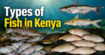 Types of Fish in Kenya