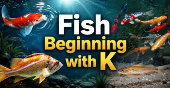 Fish Beginning With K