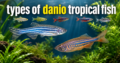 Types of Danio Tropical Fish