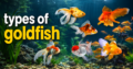 Types of Goldfish