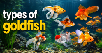 Types of Goldfish