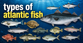 Types of Atlantic Fish