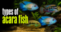 Types of Acara Fish