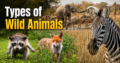 Types of Wild Animals
