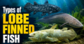Types of Lobe-Finned Fish