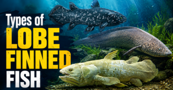 Types of Lobe-Finned Fish