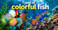 Types of colorful fish