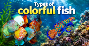Types of colorful fish