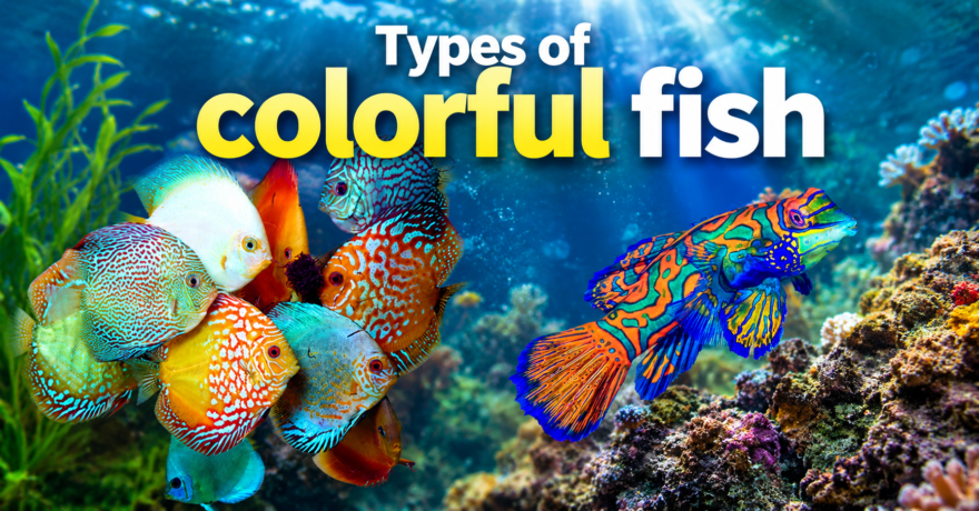 Types of colorful fish