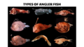 80 Types of Angler Fish