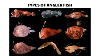 80 Types of Angler Fish