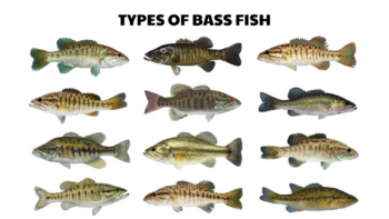 80 Types of Bass Fish