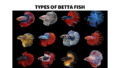 42 types of betta fish