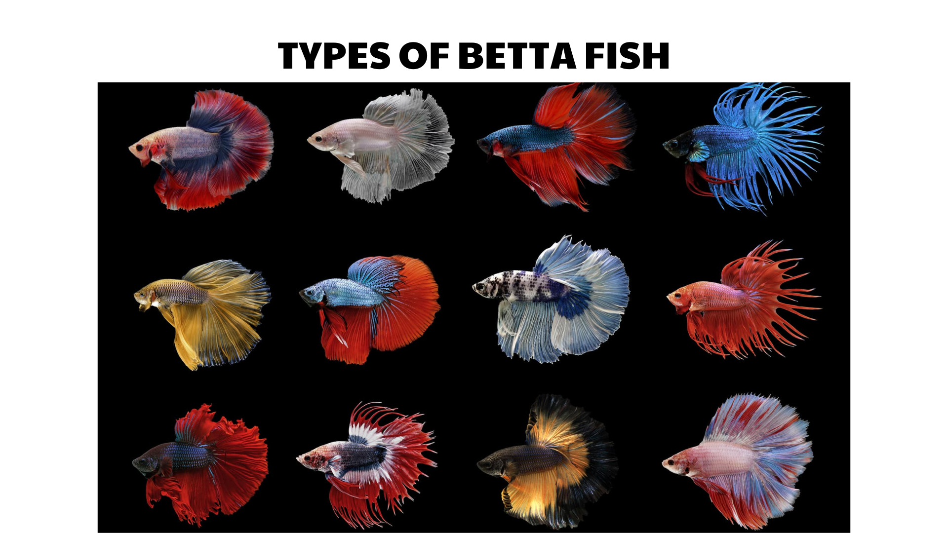 42 types of betta fish