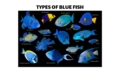 types of blue fish