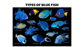 types of blue fish