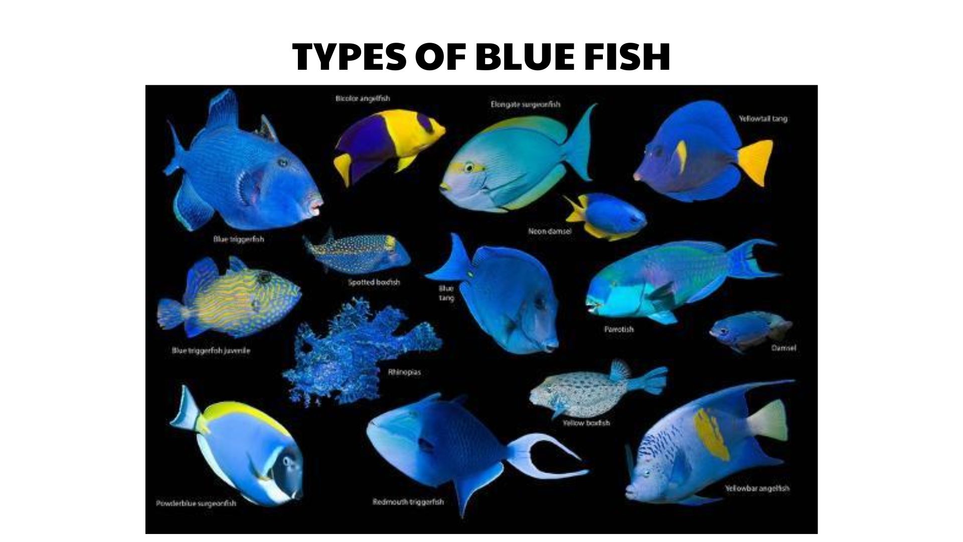 types of blue fish
