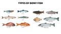 80 types of bony fish