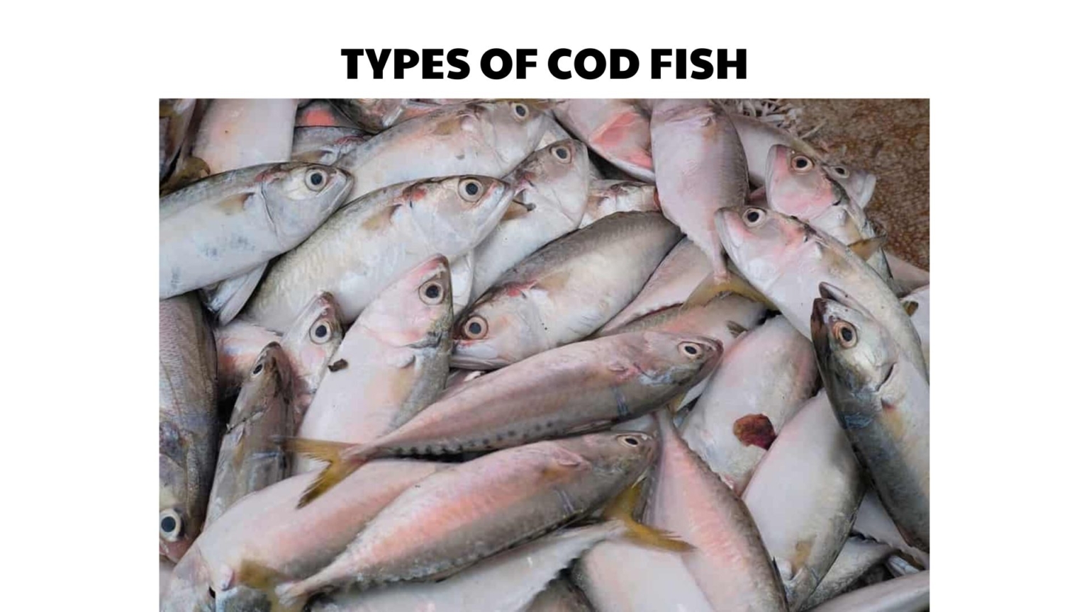 Cod Types 30 Types of Clownfish (Pictures And Identification)