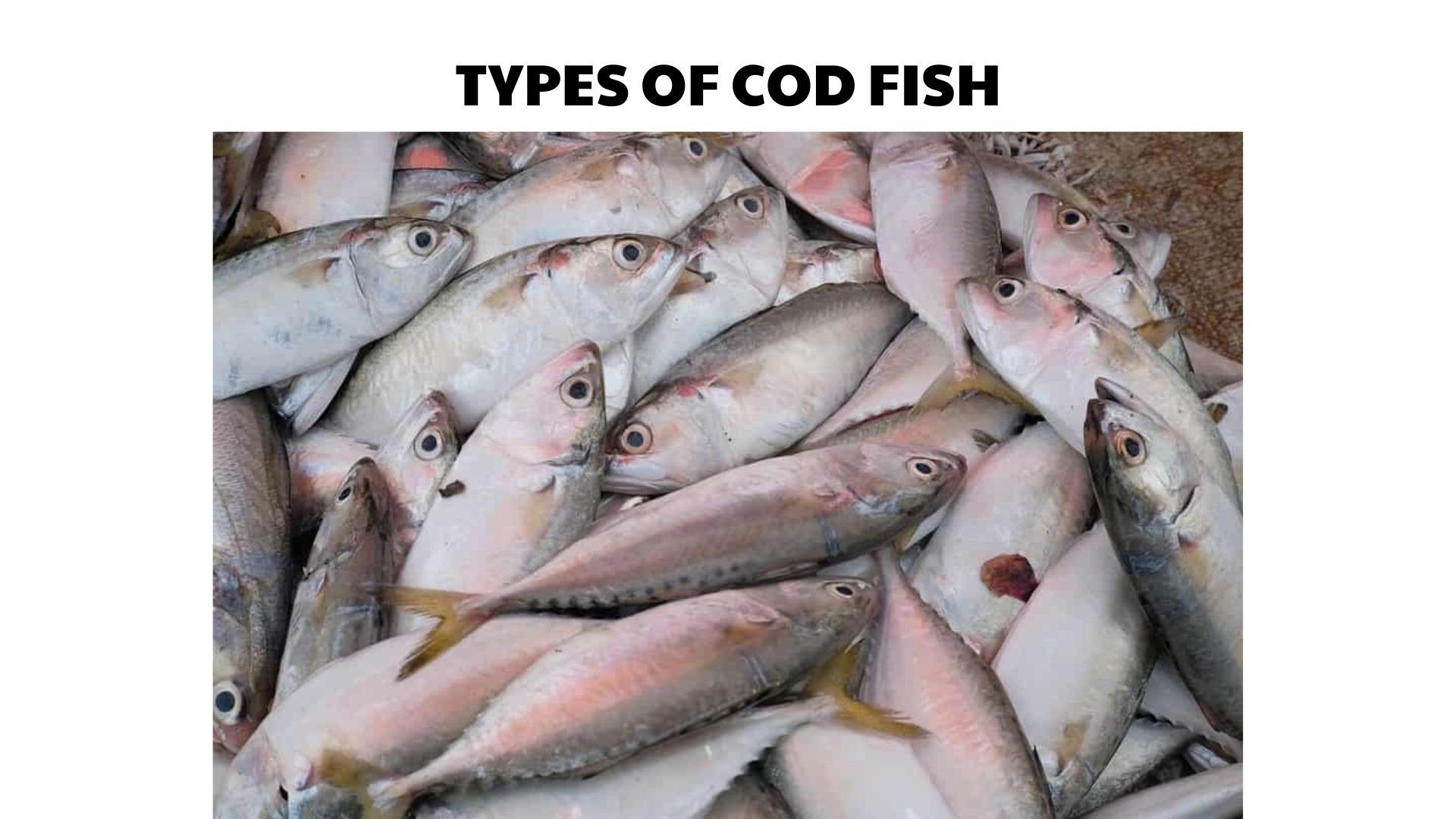 types of cod fish