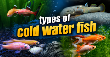 types of cold water fish