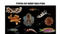 types of deep sea fish