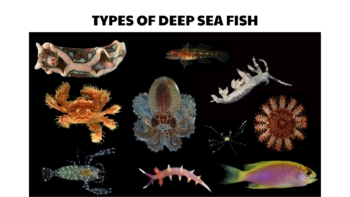 types of deep sea fish