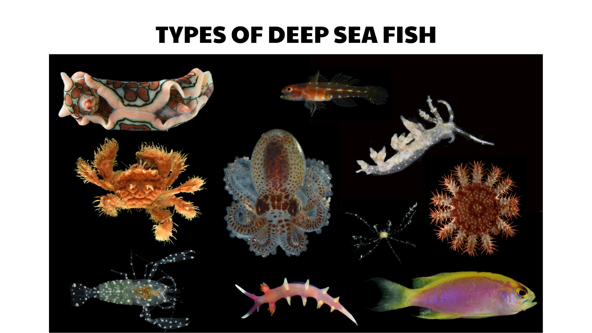 80 Types of Deep Sea Fish and Their Adaptations