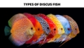 types of discus fish