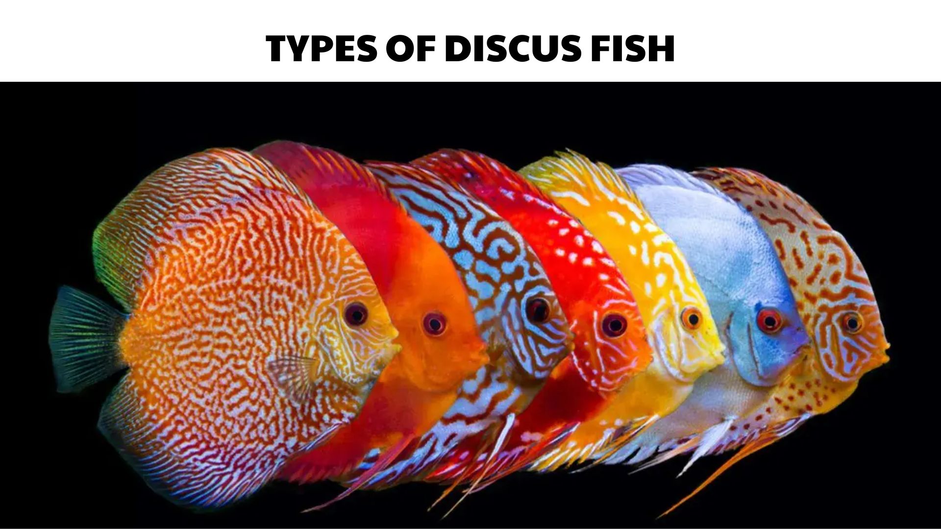 48 Types of Discus Fish: Colors, Patterns & Care