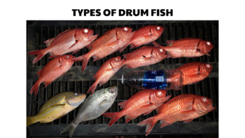 types of drum fish