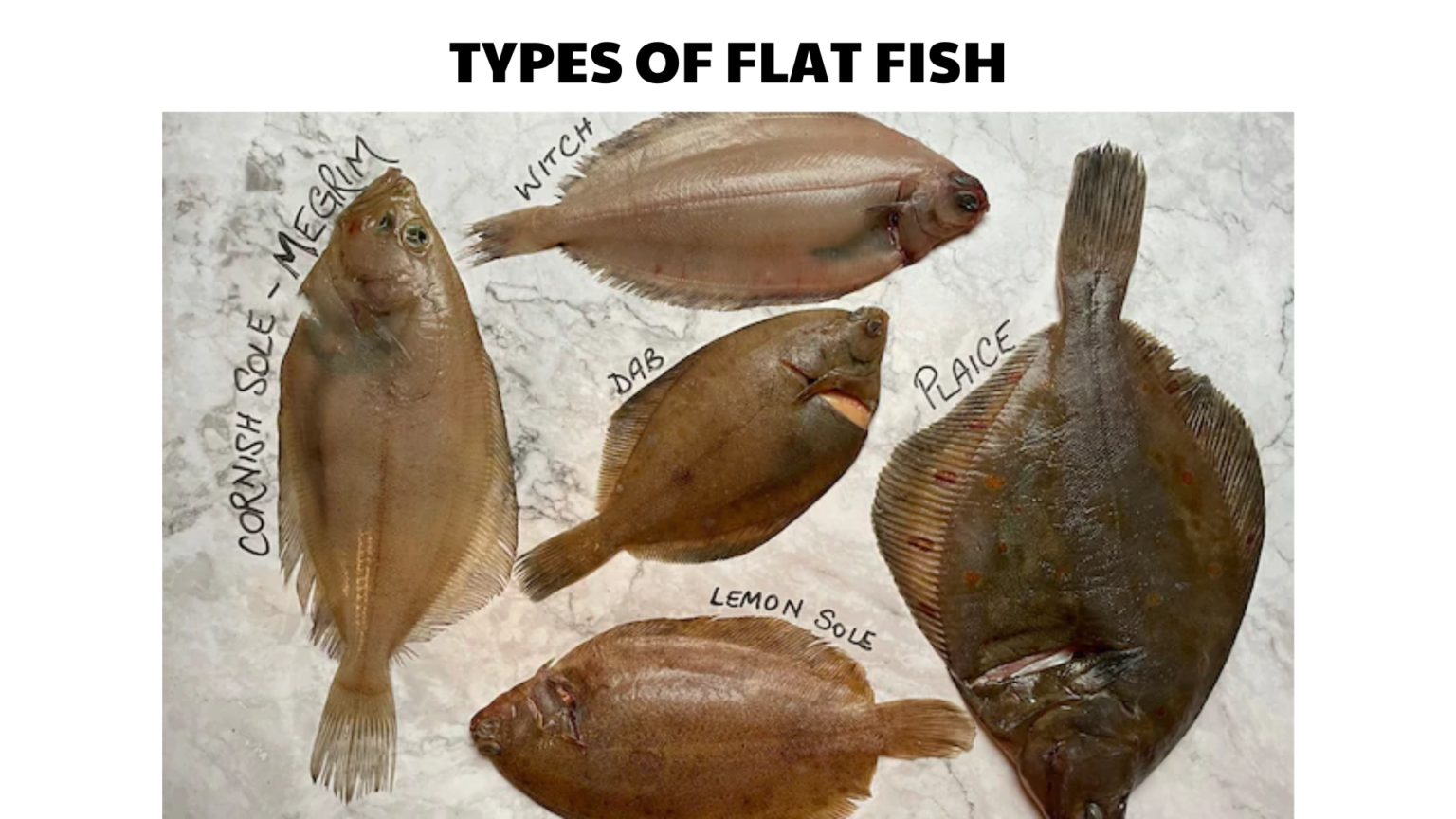 Triangula Rflat Fish 80 Types of Bony Fish: Species and ID Guide