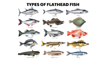 types of flathead fish