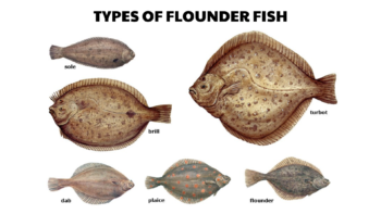 types of flounder fish