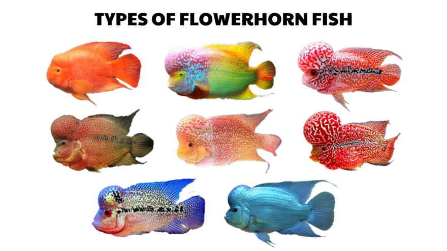 types of flowerhorn fish