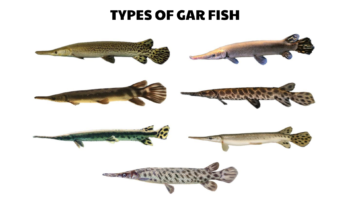 types of gar fish