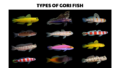 types of gori fish