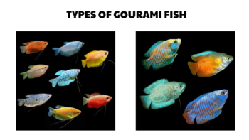 types of gourami fish