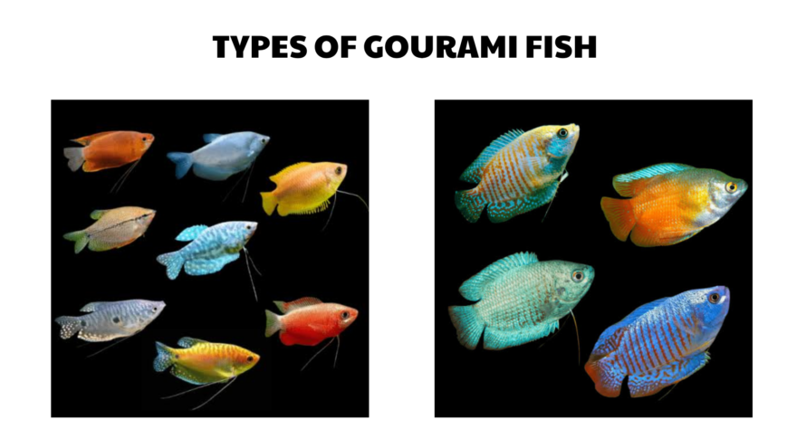 types of gourami fish
