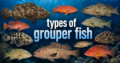 types of grouper fish
