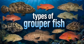 types of grouper fish