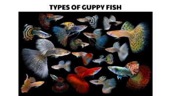types of guppy fish
