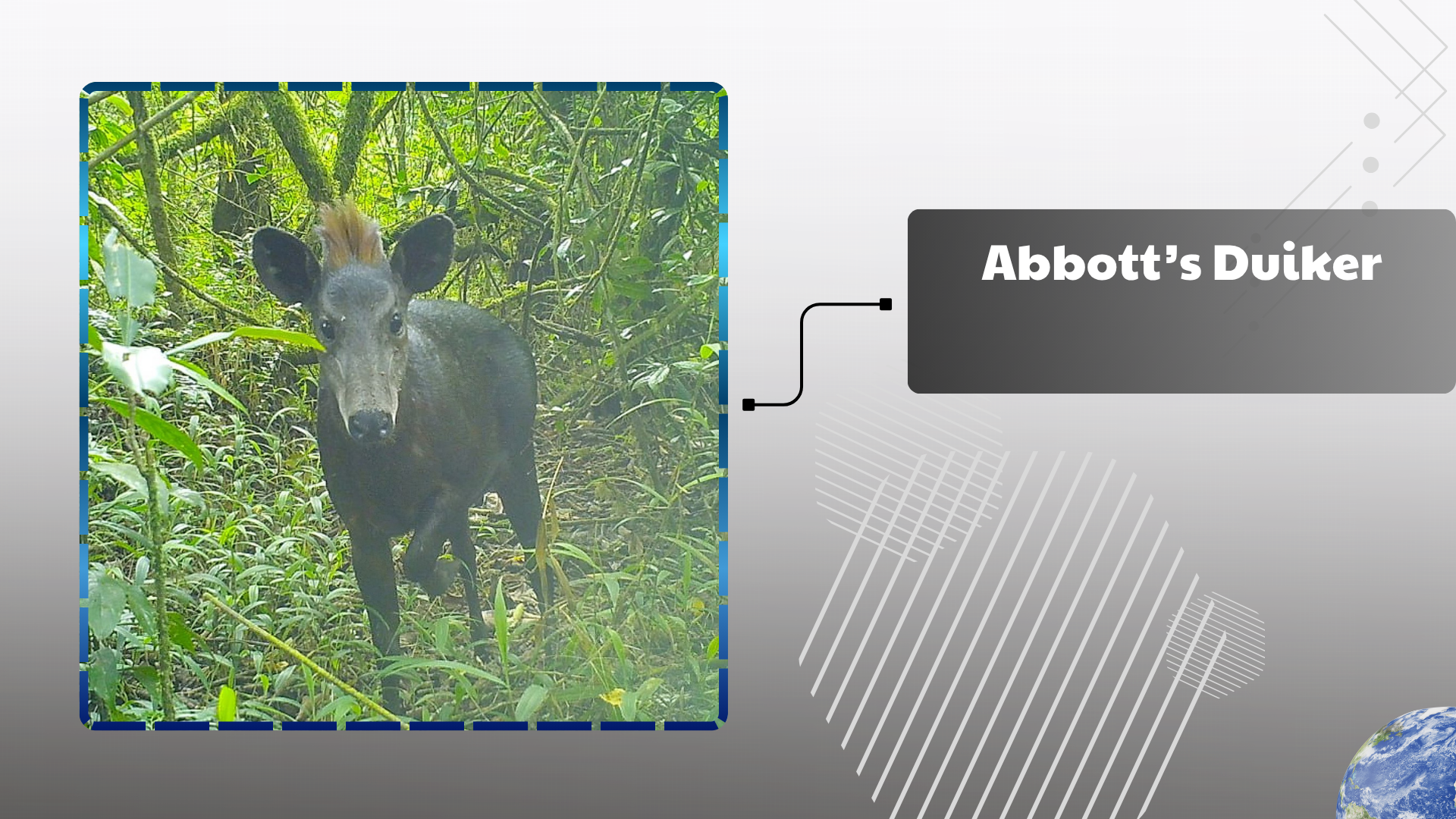 Abbott’s Duiker