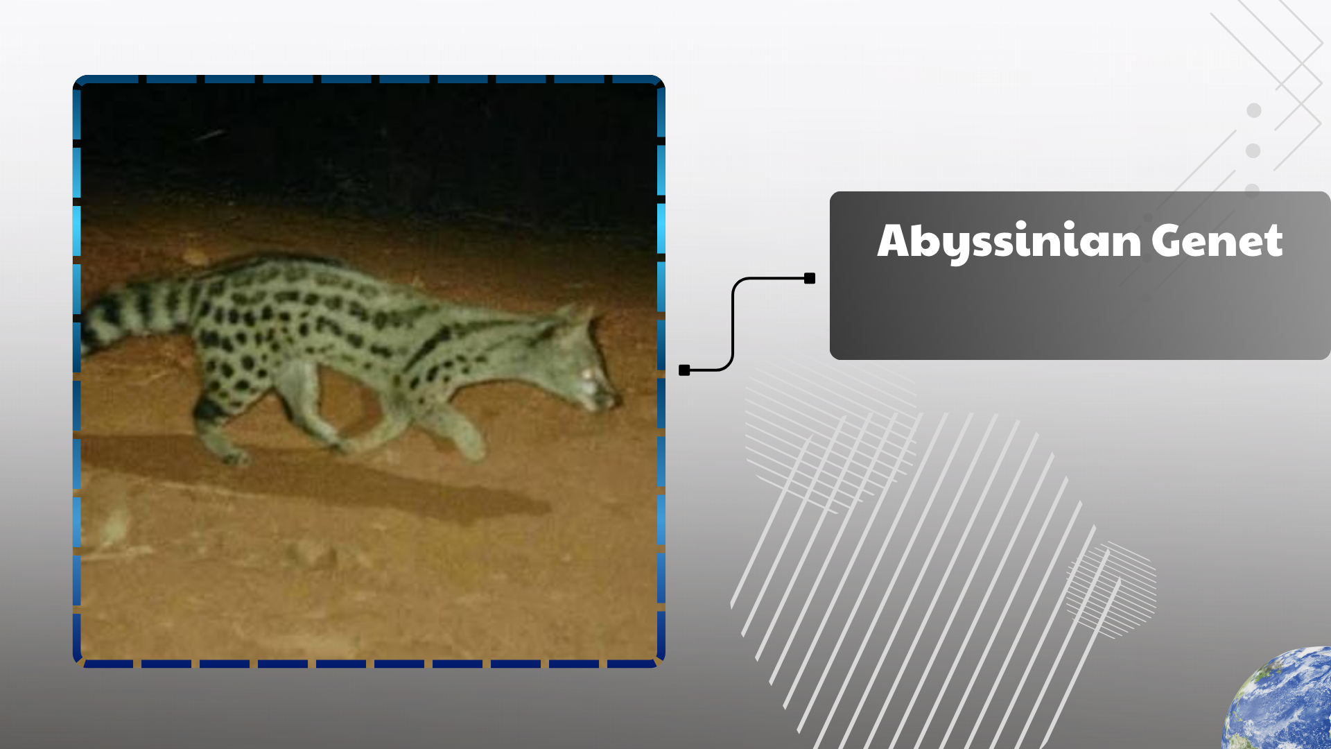 Abyssinian Genet