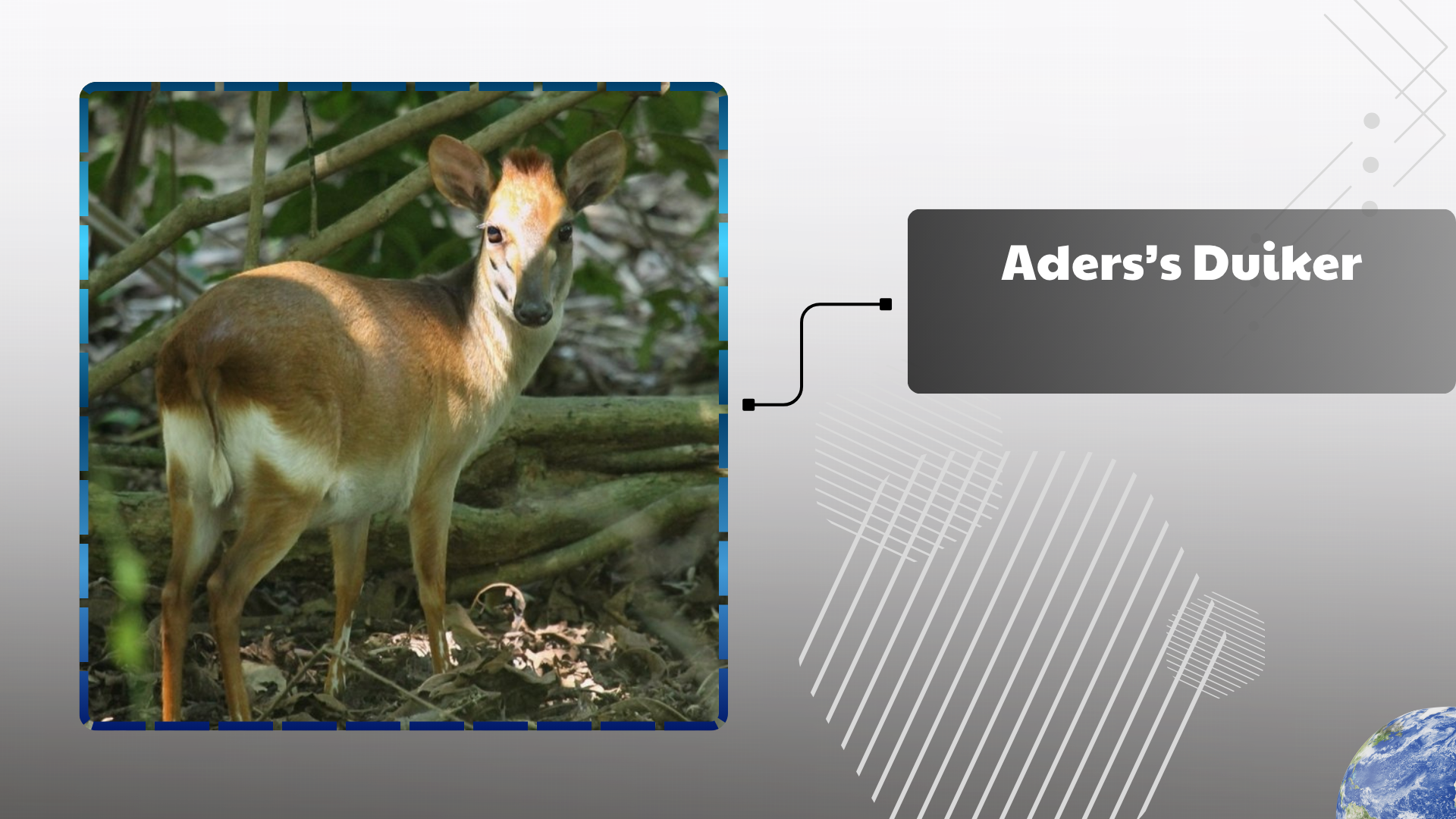 Aders’s Duiker