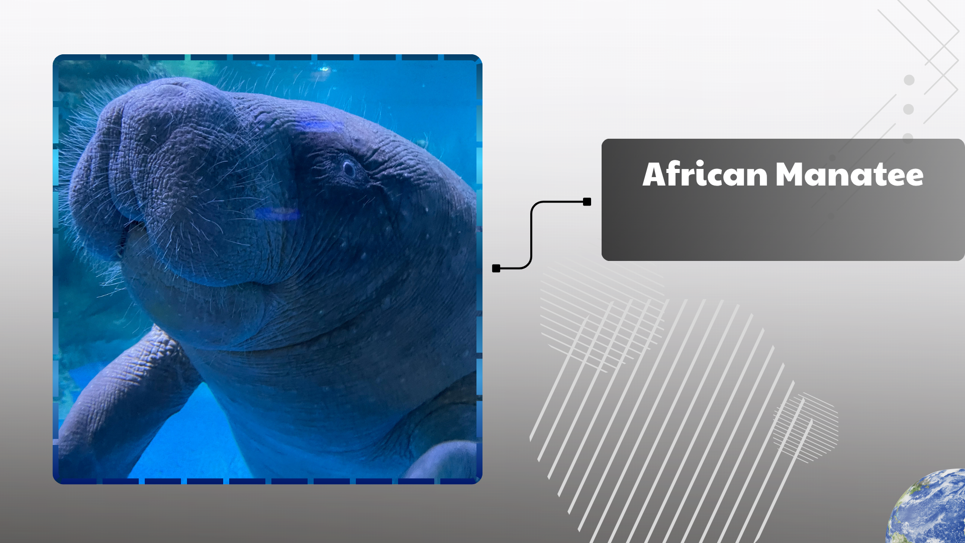African-Manatee