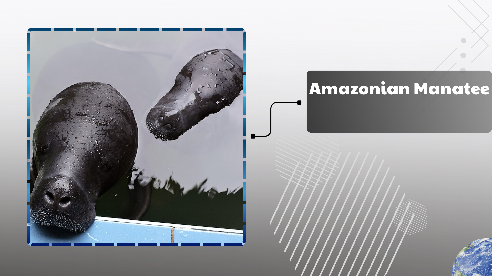 Amazonian-Manatee