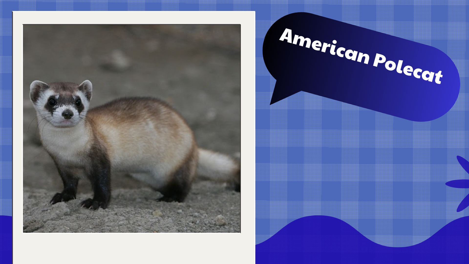 American Polecat