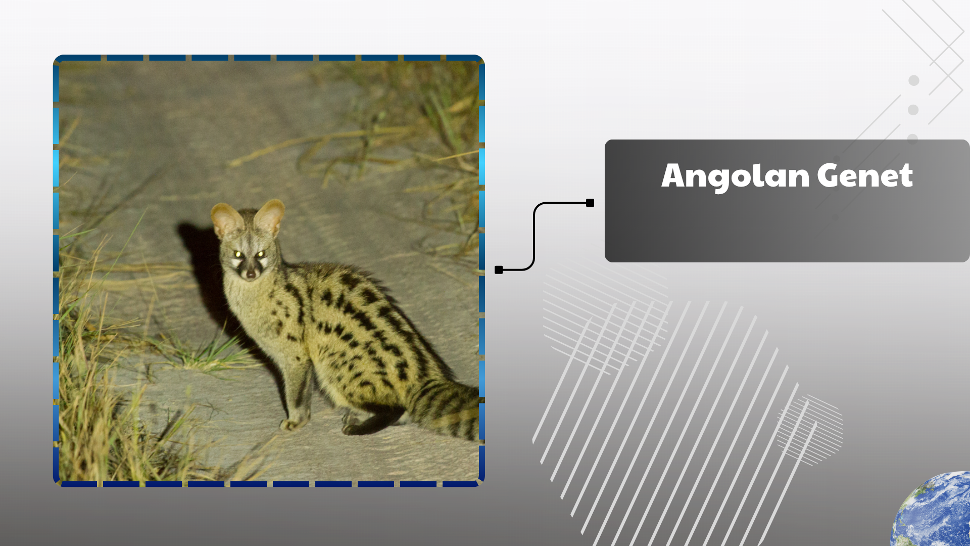Angolan Genet